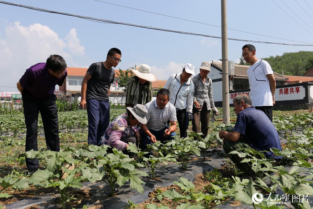 7月11日上午，灤平縣職業技術教育中心聘請的蔬菜專家，來於營村指導村民如何對秋葵進行科學管護。（李建軍 攝）