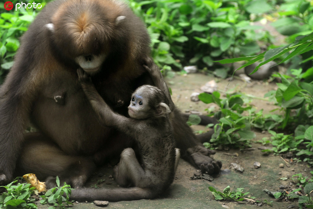 北京動物園黔金絲猴喜得一子“淘淘” 黔金絲猴現存數量比野生大熊貓還少【4】