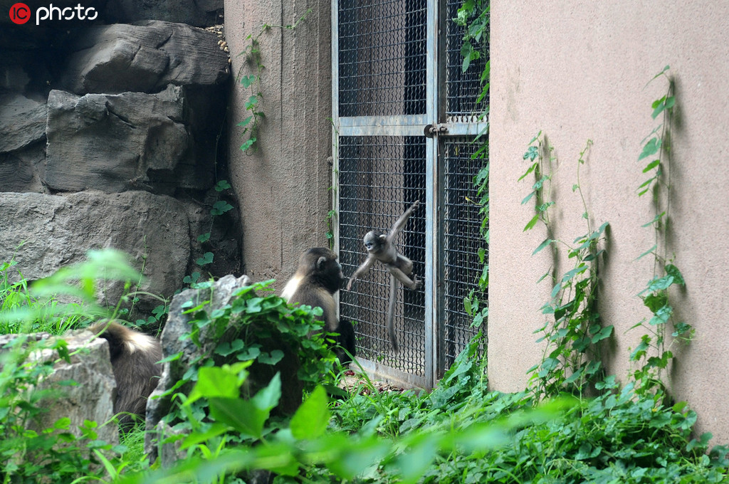 北京動物園黔金絲猴喜得一子“淘淘” 黔金絲猴現存數量比野生大熊貓還少【3】