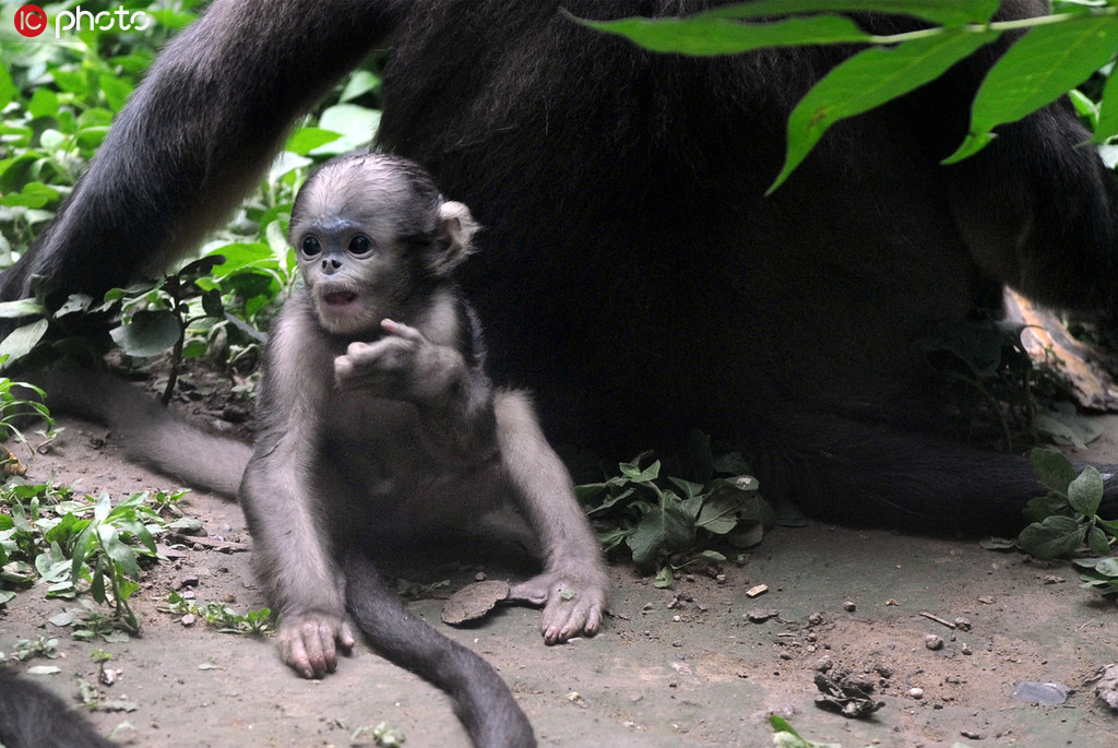 北京動物園黔金絲猴喜得一子“淘淘” 黔金絲猴現存數量比野生大熊貓還少