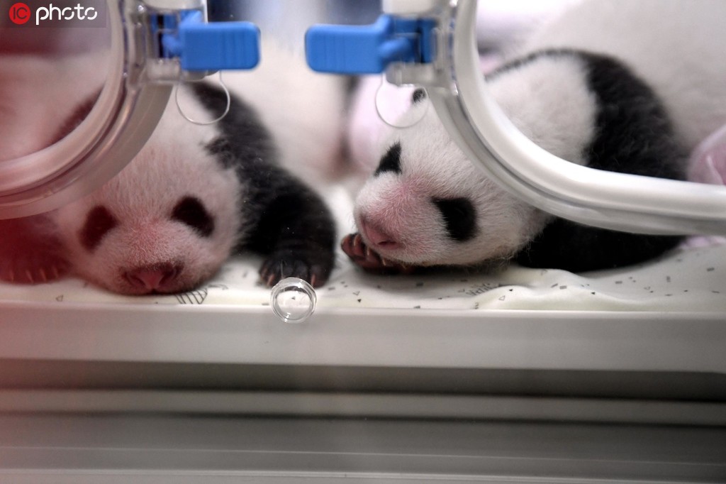 重庆动物园两只大熊猫同日诞下的双胞胎宝宝满月啦