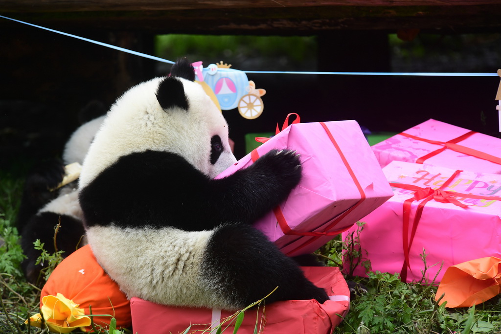 7月25日在中国大熊猫保护研究中心神树坪基地拍摄的大熊猫。