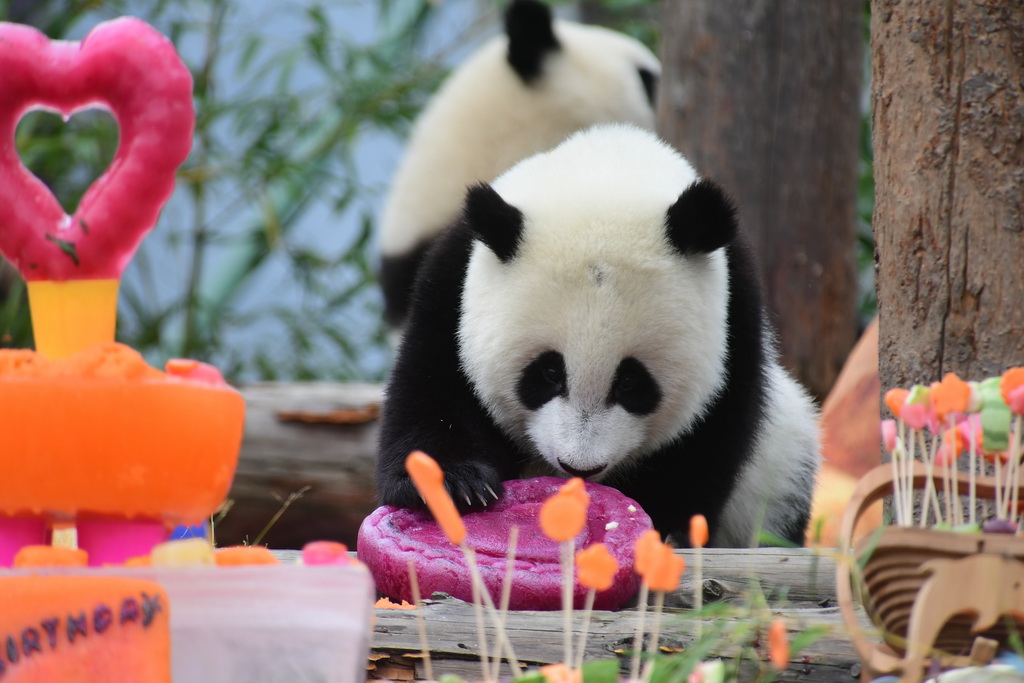 7月25日在中国大熊猫保护研究中心神树坪基地拍摄的大熊猫。
