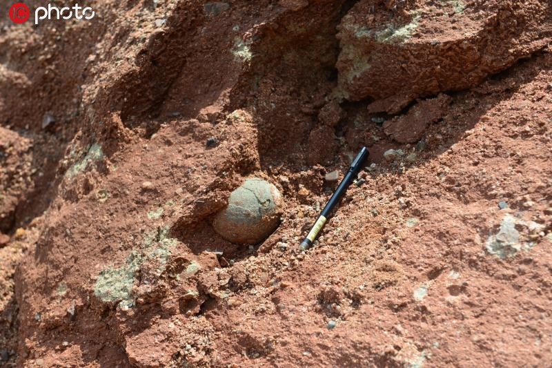 小學生發現六千萬年前恐龍蛋 一共挖出11顆【2】