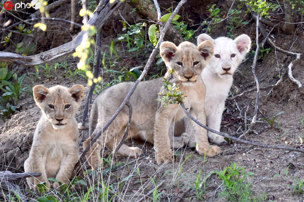 仅存15只！南非克鲁格国家公园发现一头野生小白狮【2】