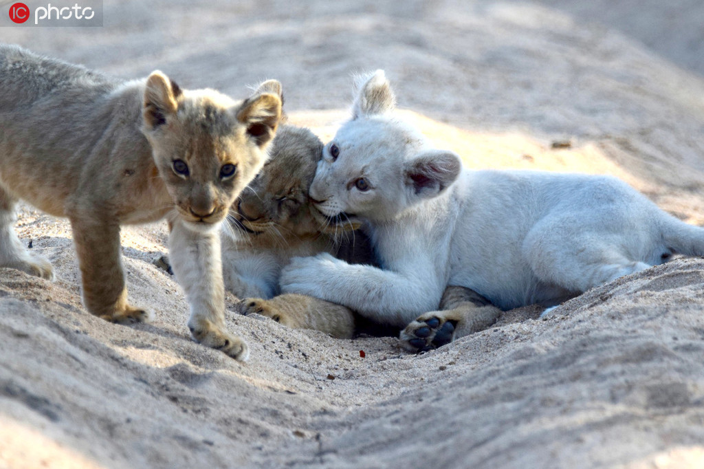 仅存15只！南非克鲁格国家公园发现一头野生小白狮