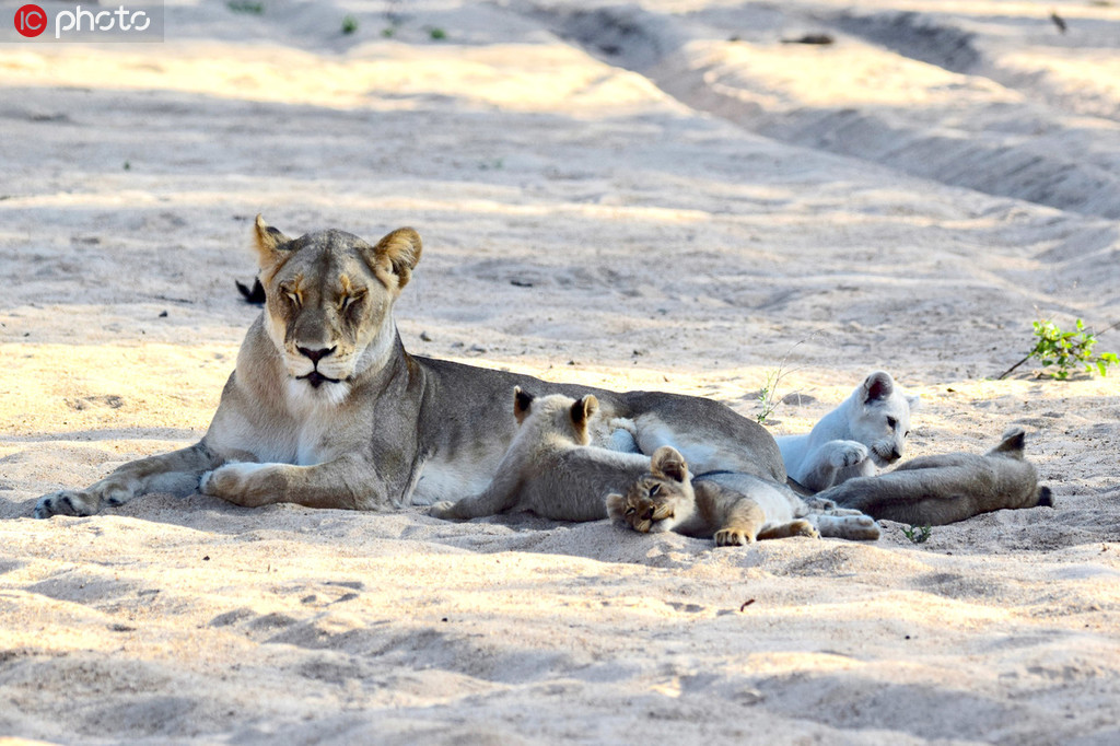 仅存15只！南非克鲁格国家公园发现一头野生小白狮【6】