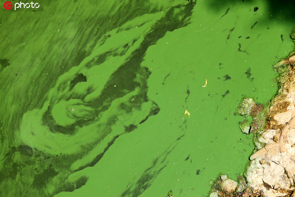昆明大觀河河面飄滿藍藻水華 綠如油漆【3】