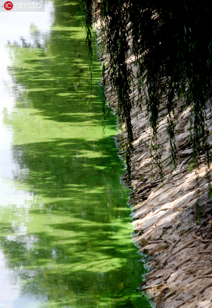 昆明大觀河河面飄滿藍藻水華 綠如油漆【4】