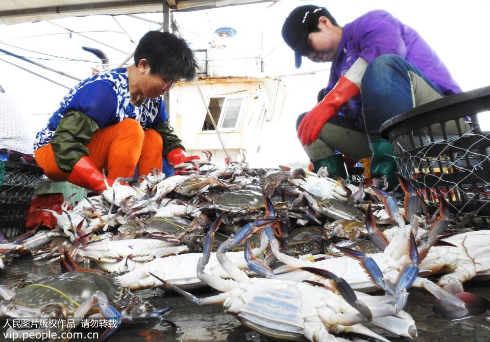 2019年8月4日，連雲港市連雲區高公島漁業碼頭，漁民正在分揀鮮活梭子蟹。