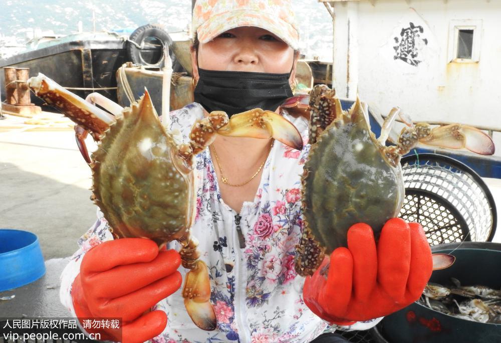 2019年8月4日，連雲港市連雲區高公島漁業碼頭，漁民正在分揀鮮活梭子蟹。