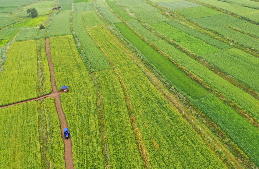 8月4日無人機拍攝的張北縣戰海鄉的田園風光。
