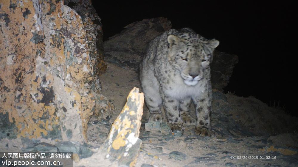 2019年5月20日凌晨，紅外相機拍攝到的雪豹夜間活動照片。