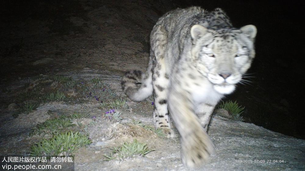 2019年7月9日夜間，紅外相機拍攝到的雪豹活動照片。