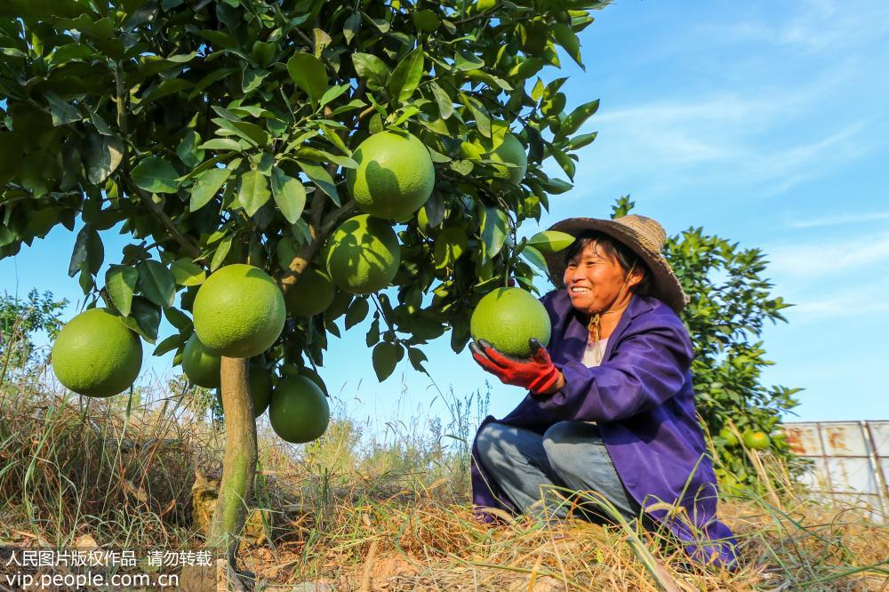 2019��8��8�գ���ũ���ӵ㹤���ڽ���ʡ������Ͽ���ؽ�����Ϫ����ֲ����������