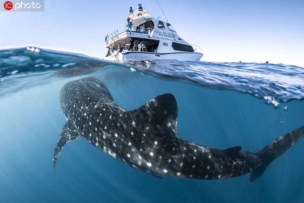 澳洲最富好奇心鲸鲨 跟船15分钟【2】