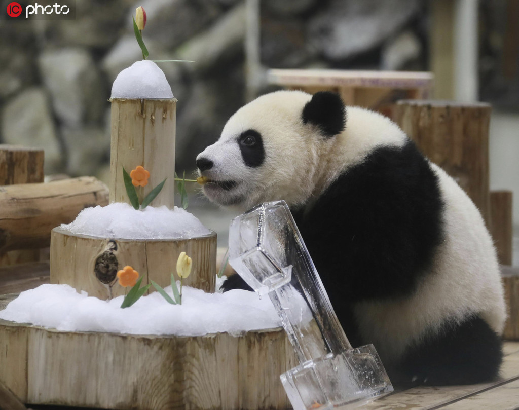 旅日大熊貓“彩浜”一歲啦！小團子獨享冰雪蛋糕