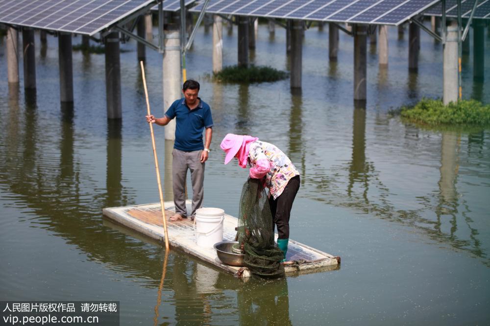 8月14日，在江蘇省高郵市甘垛鎮的“漁光互補”光伏發電項目現場，農民在魚塘內捕撈小龍蝦。
