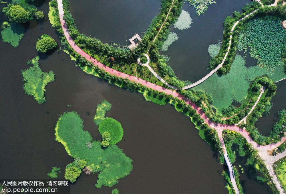 8月15日，山東省棗庄市山亭區月亮灣國家濕地公園內景美如畫（無人機拍攝）。