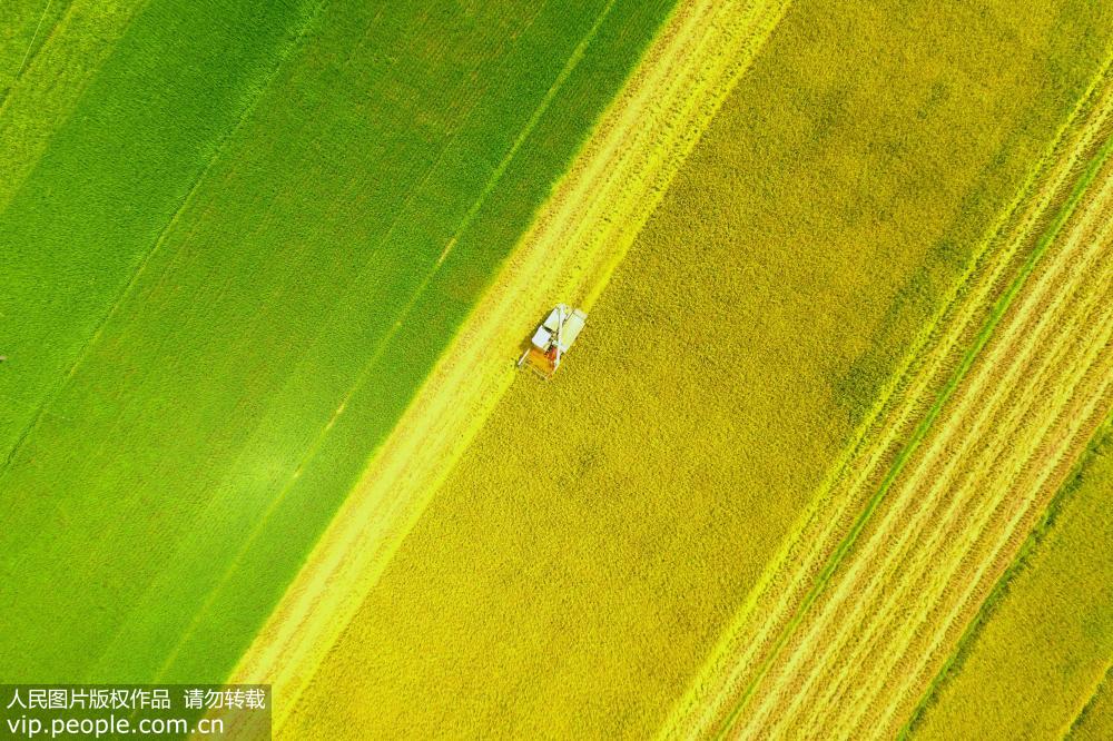 湖南雙峰：再生稻“一種兩收” 助力農民增產增收【2】