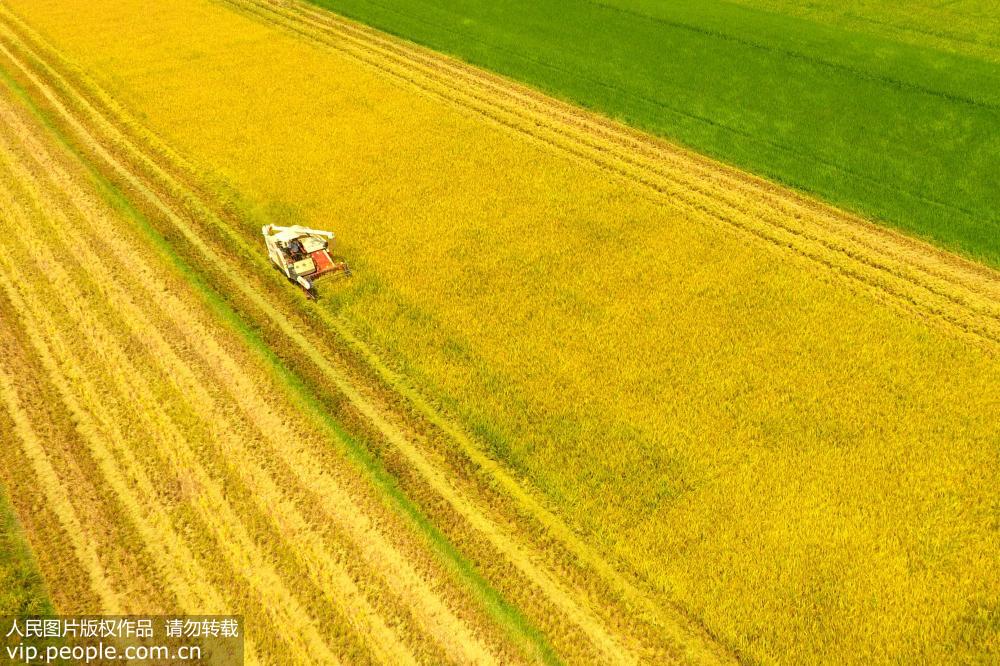 湖南雙峰：再生稻“一種兩收” 助力農民增產增收