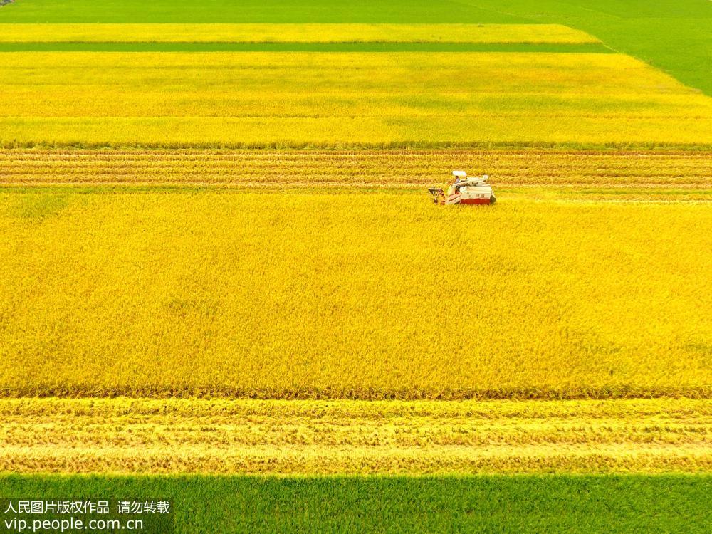 湖南雙峰：再生稻“一種兩收” 助力農民增產增收【3】