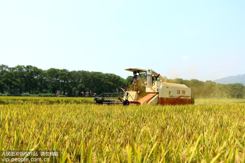 湖南雙峰：再生稻“一種兩收” 助力農民增產增收【4】