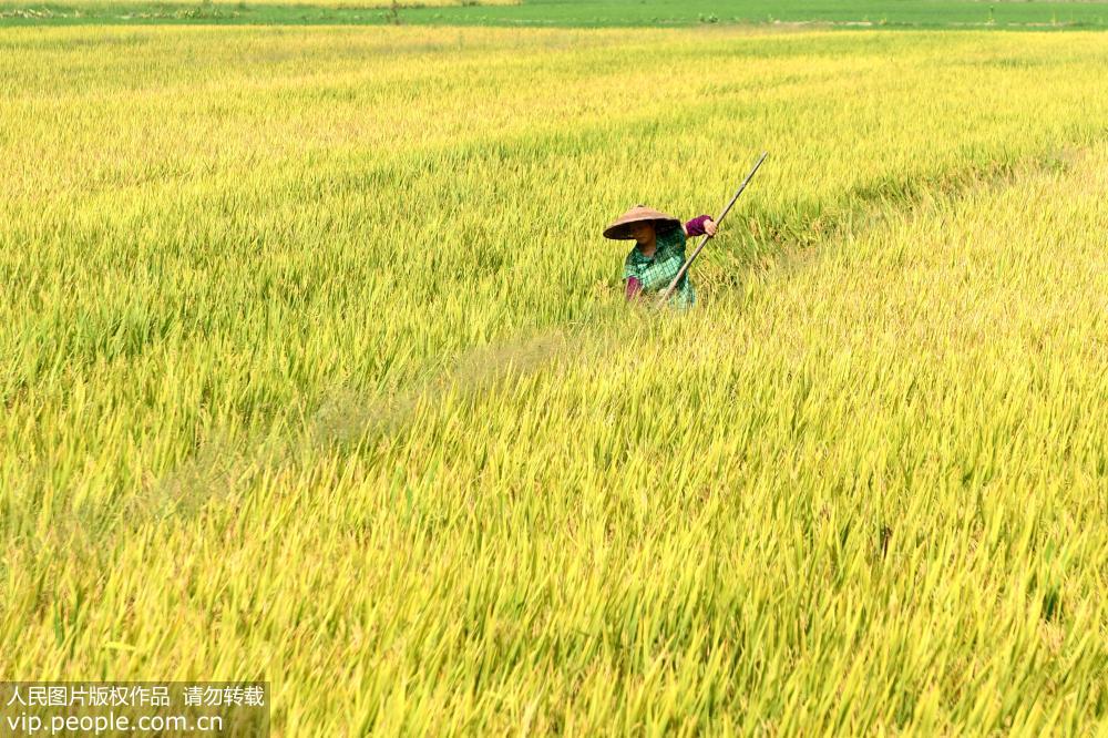 湖南雙峰：再生稻“一種兩收” 助力農民增產增收【6】