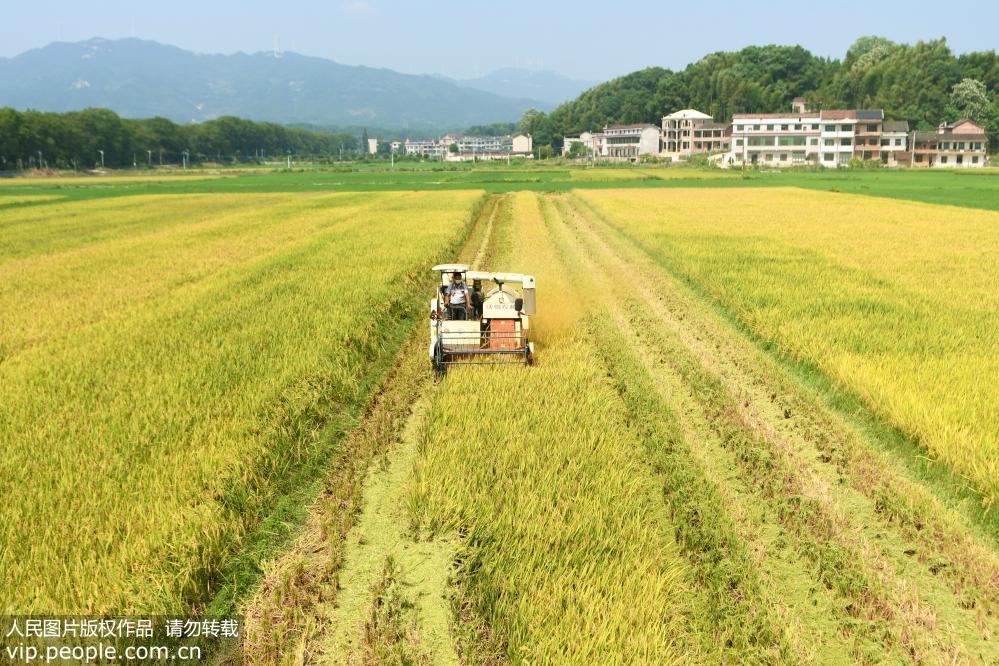 湖南雙峰：再生稻“一種兩收” 助力農民增產增收【5】