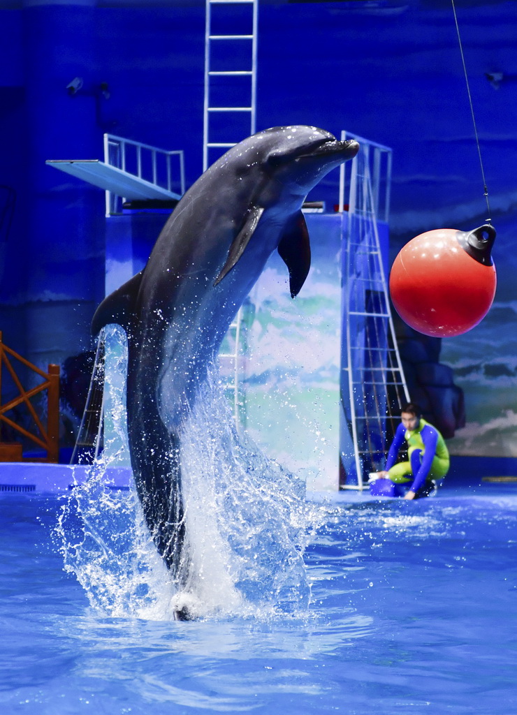 8月18日，一隻海豚在西寧海洋世界科普館內表演。