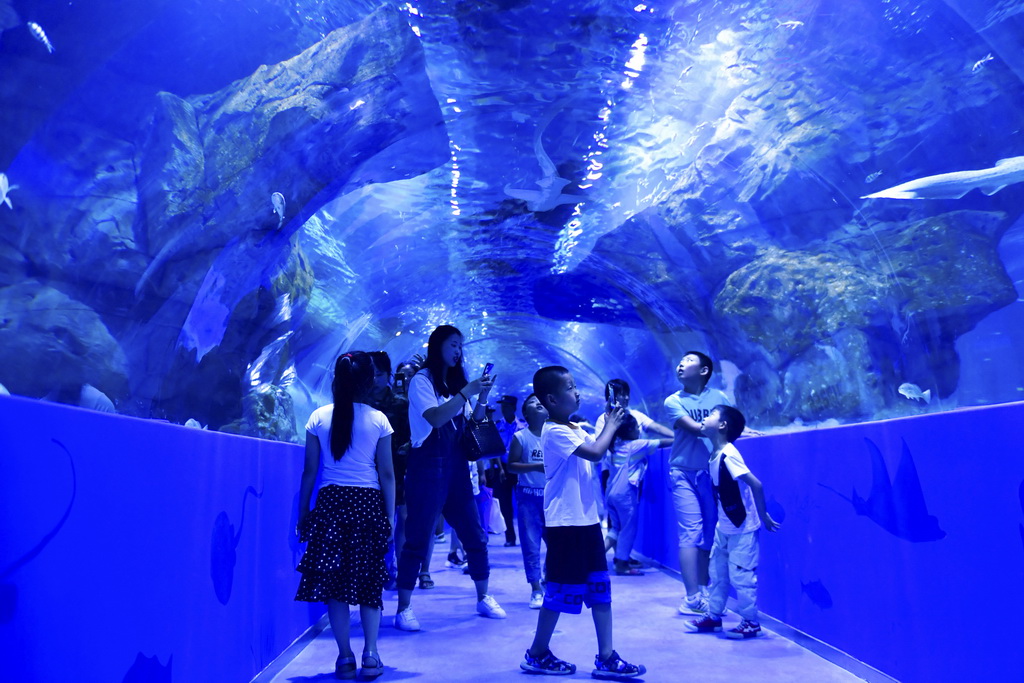 8月18日，游客在西寧海洋世界科普館內參觀。