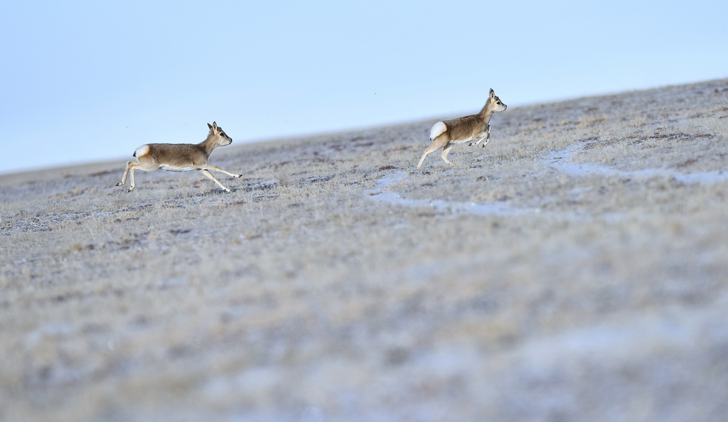 兩隻小藏羚羊在冬日清晨的可可西裡奔跑（2016年12月2日攝）。新華社記者 吳剛 攝