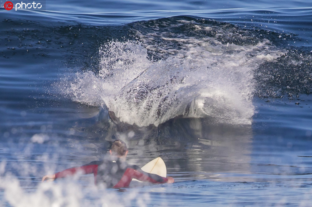 美國男子沖浪跟出水的海豚驚喜相遇【3】