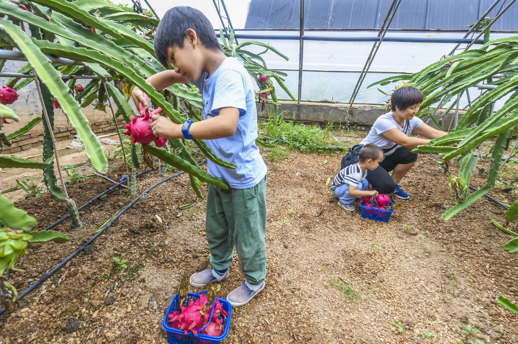8月25日，在河北省衡水市桃城區和美採摘園，游客在採摘火龍果。