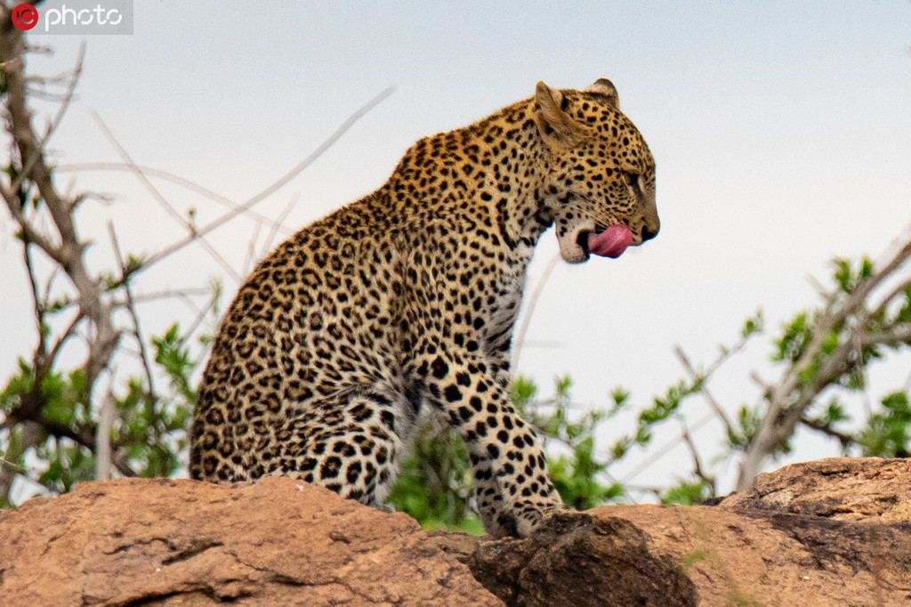 肯尼亞自然保護區：花豹兄弟打架玩鬧 高高躍起上演“雜技”秀【4】