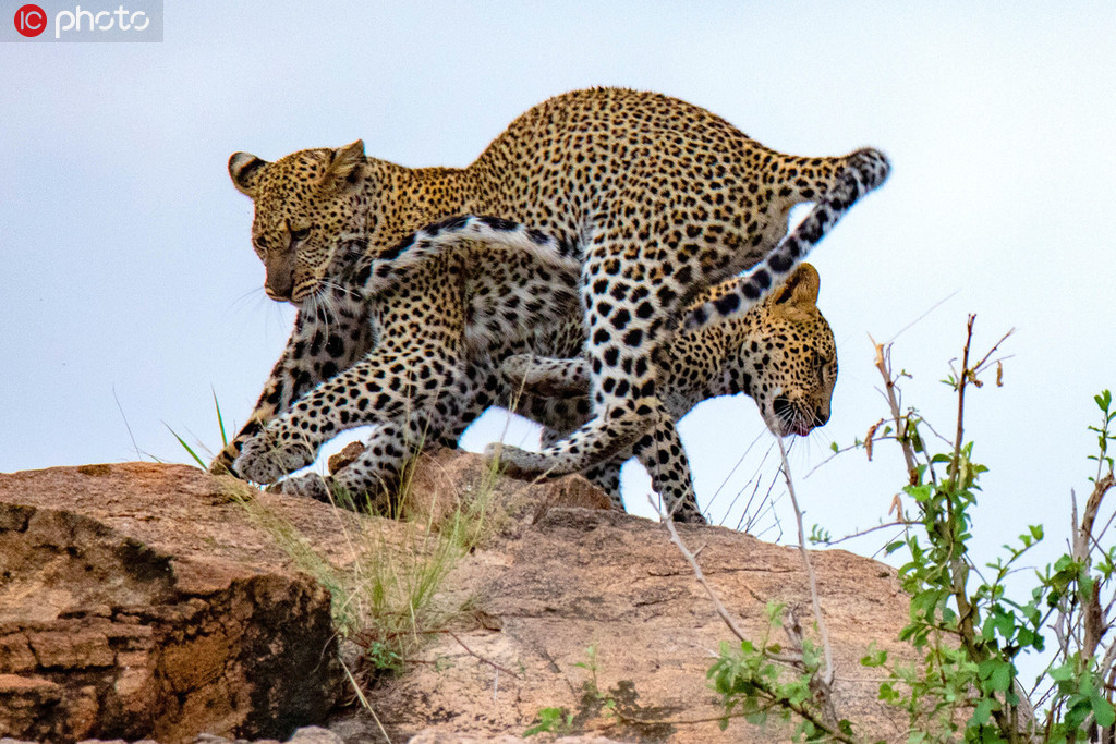 肯尼亞自然保護區：花豹兄弟打架玩鬧 高高躍起上演“雜技”秀【3】