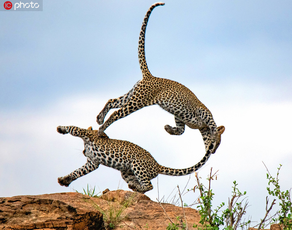 肯尼亞自然保護區：花豹兄弟打架玩鬧 高高躍起上演“雜技”秀