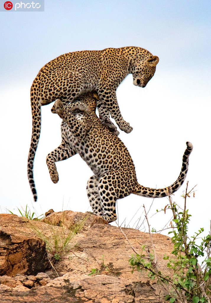 肯尼亞自然保護區：花豹兄弟打架玩鬧 高高躍起上演“雜技”秀【2】