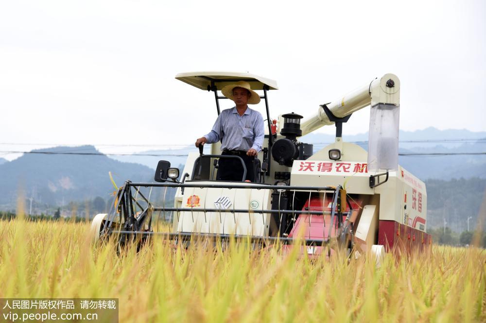 8��30�գ��ڹ���ʡ�Ž��ع����򳵽���ӣ�ũ���ʻ�ո�����ո��