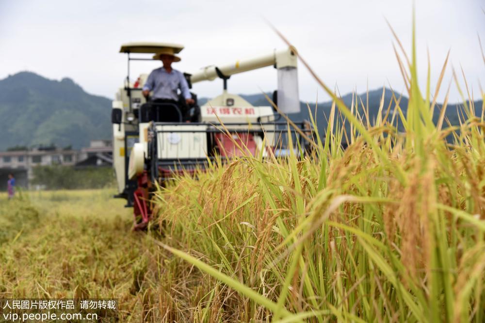 8��30�գ��ڹ���ʡ�Ž��ع����򳵽���ӣ�ũ���ʻ�ո�����ո��