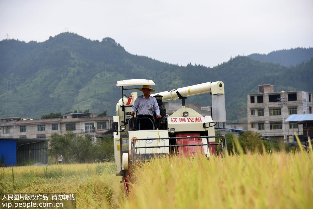 8��30�գ��ڹ���ʡ�Ž��ع����򳵽���ӣ�ũ���ʻ�ո�����ո��