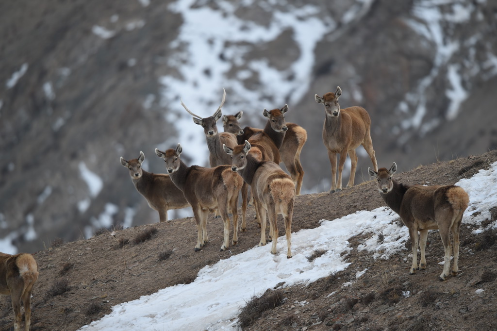 �����ڸ����γ�����Ҽ���Ȼ������������İ״�¹��2015��3��9���㣩��