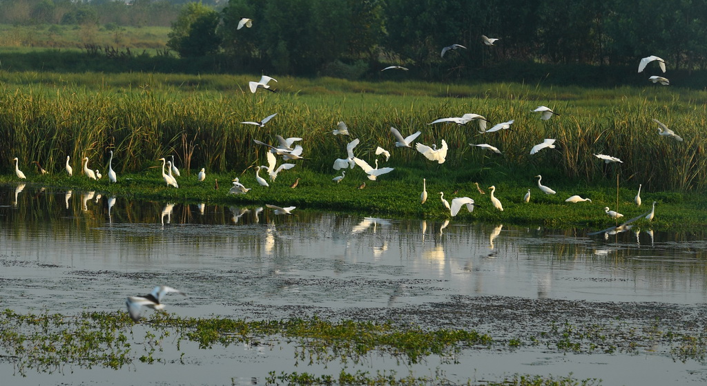 武惠堤濕地，鷺鳥飛翔