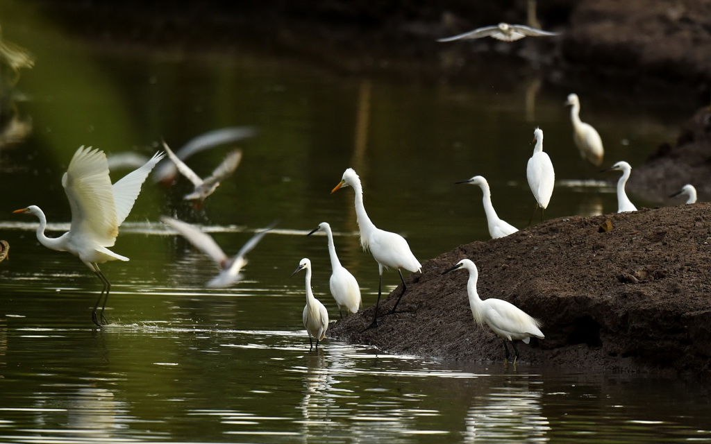 生態復綠后的武惠堤濕地鷺鳥飛翔
