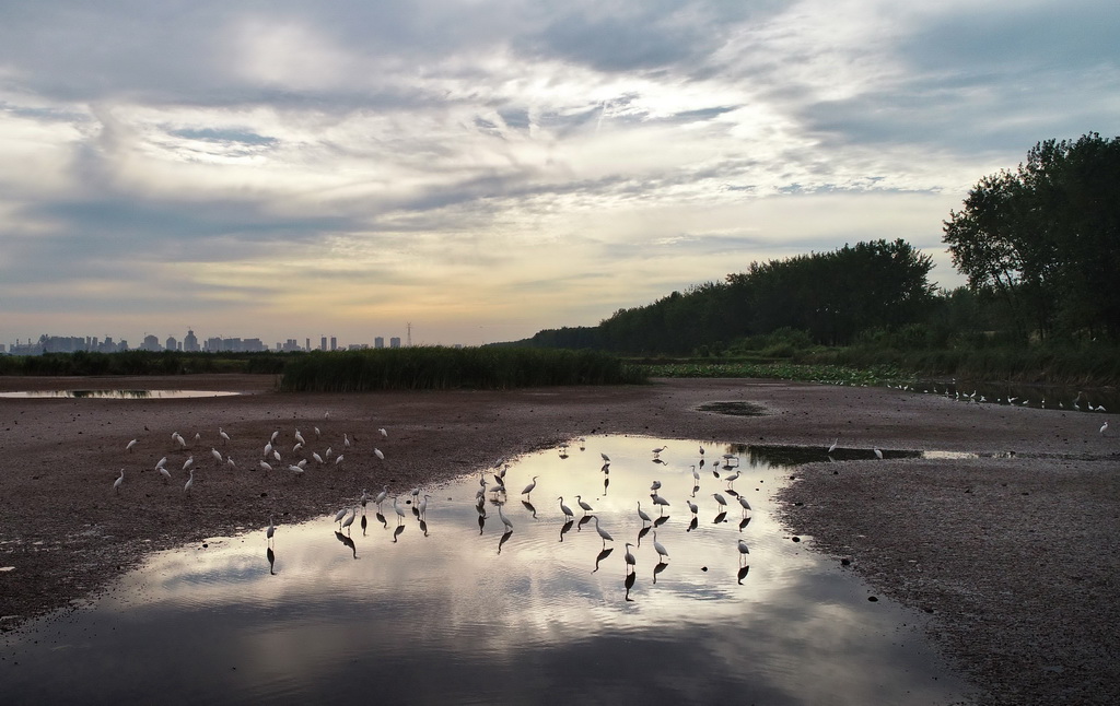 武惠堤濕地、大批鷺鳥覓食