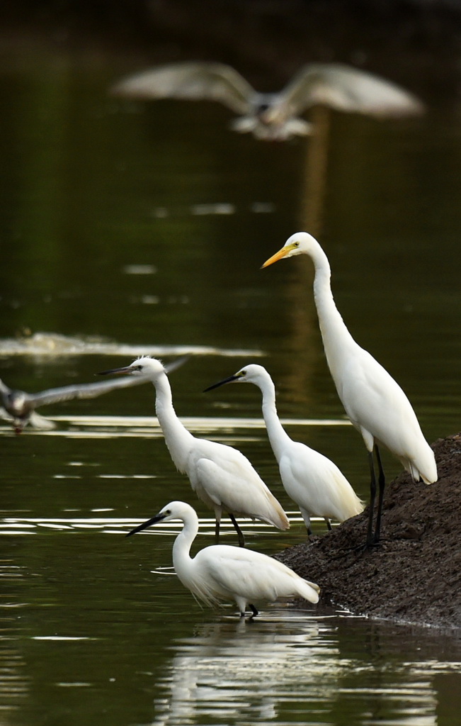 武惠堤濕地、大批鷺鳥覓食