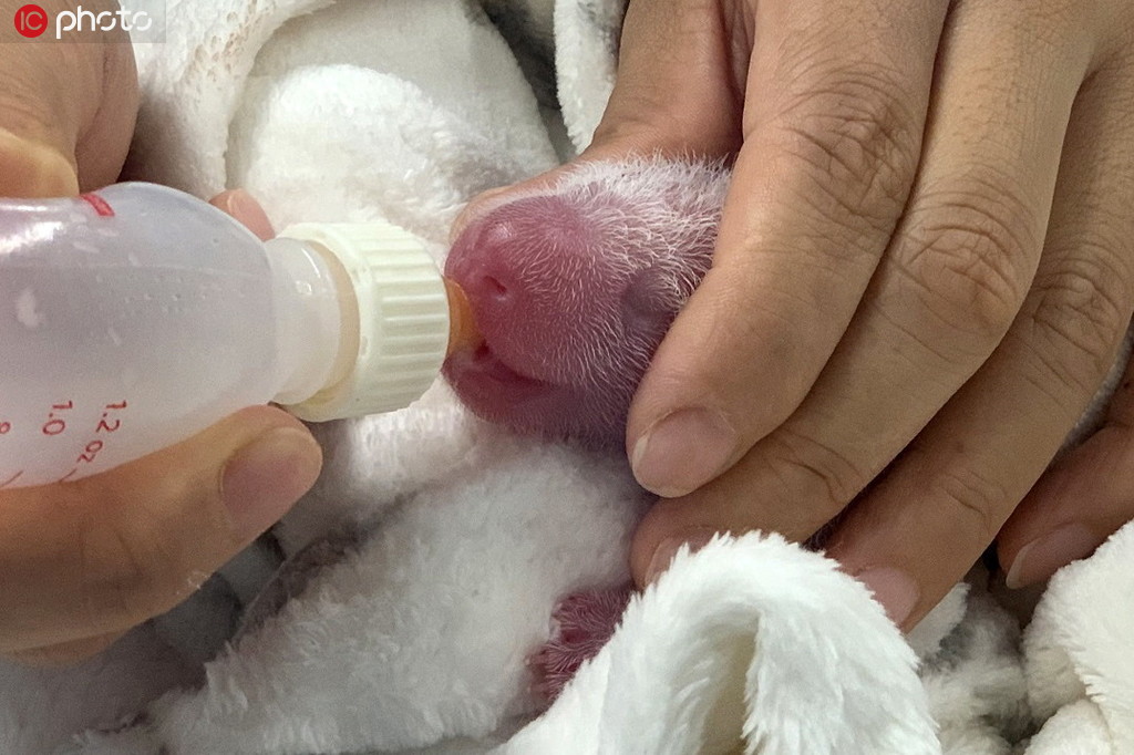 9月4日公布的大熊貓幼崽喂奶照片
