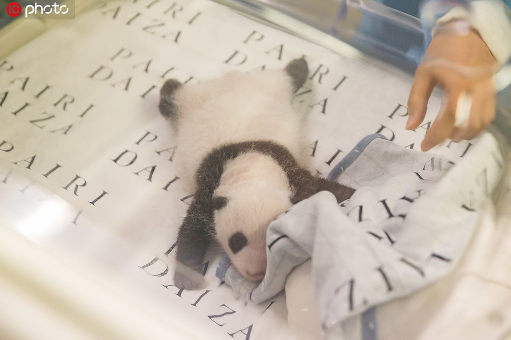 比利時新生熊貓寶寶亮相 
