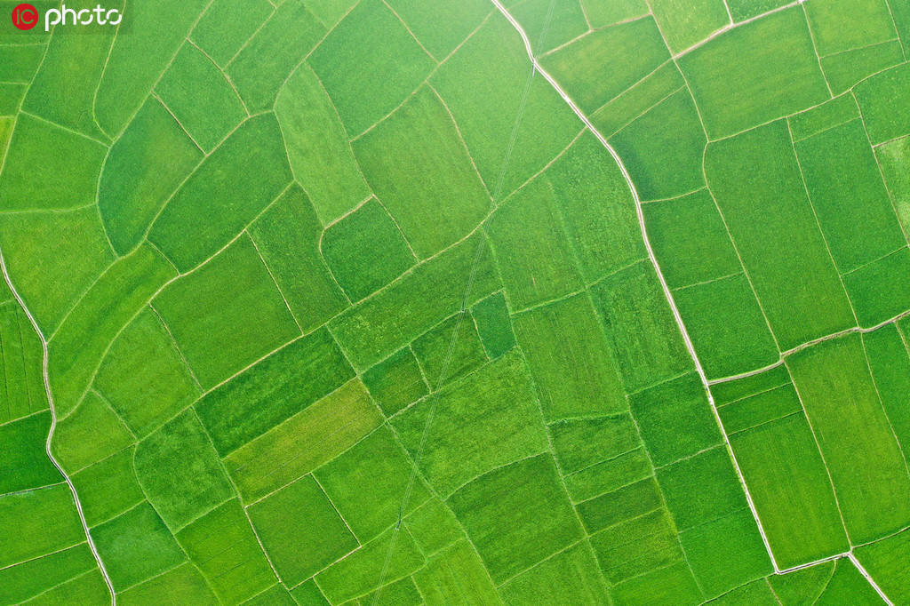 9月15日航拍的宾阳“万亩稻海”，满目翠绿，一望无垠。