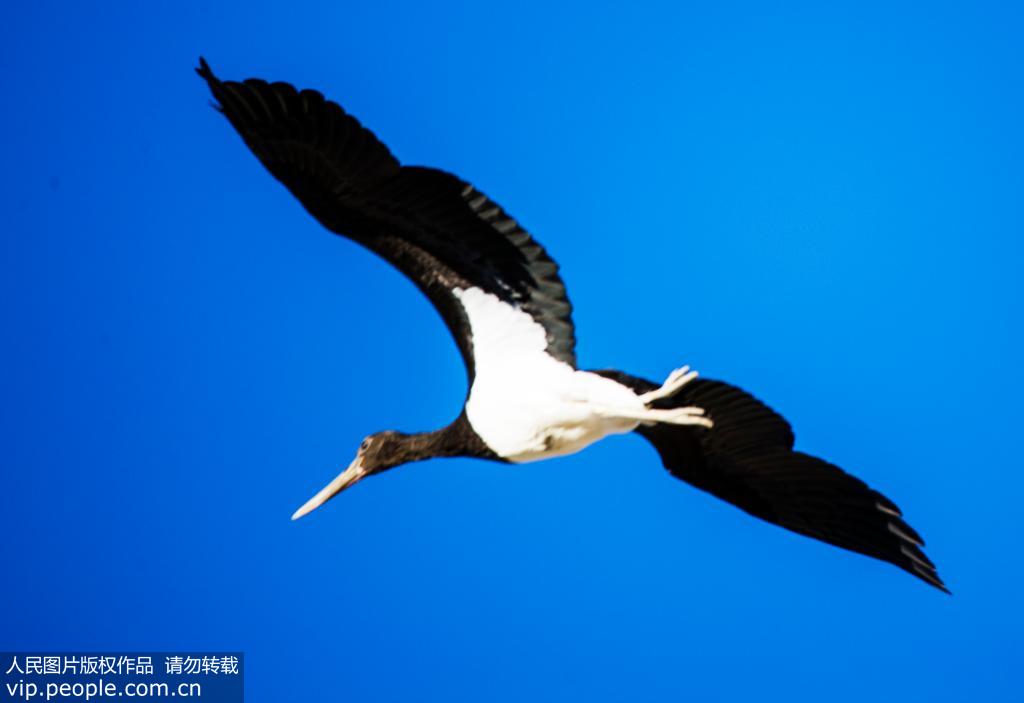9月14日，一隻黑鸛在蘇干湖草原迎風展翅。
